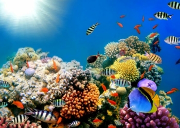 Anuncian estudio de enfermedades en los arrecifes de coral de la República Dominicana