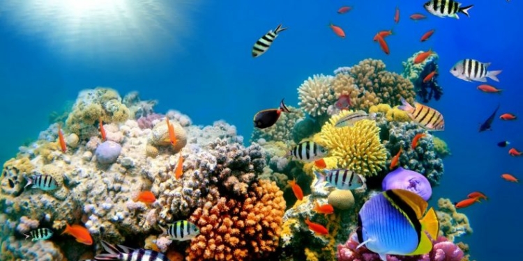 Anuncian estudio de enfermedades en los arrecifes de coral de la República Dominicana