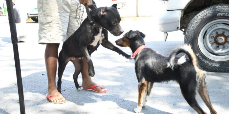 Salud Pública anuncia jornada de vacunación antirrábica de perros y gatos