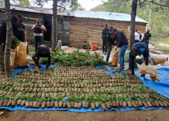 Decomisan cultivo de cientos de plantas de Marihuana en Constanza
