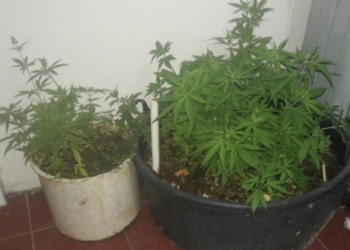 Decomisan 143 plantas de marihuana en el techo de un colmado.