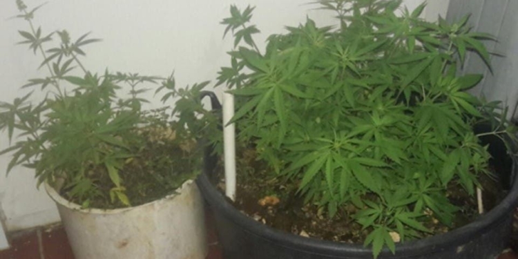 Decomisan 143 plantas de marihuana en el techo de un colmado.