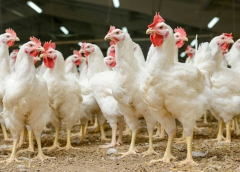 Agricultura anuncia habrá productos suficientes para suplir demanda navideña