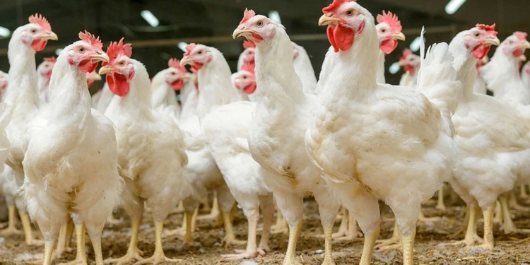 Agricultura anuncia habrá productos suficientes para suplir demanda navideña