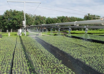 Plan Sierra reforestó 12,400 tareas en 2019 en la cuenca media y alta del Yaque del Norte