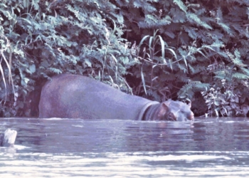 Filme Pepe, de Nelson Carlo de los Santos, gana fondos internacionales