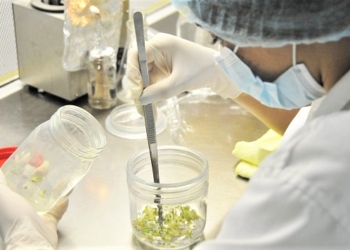 Promueven producción rubros de alta calidad genética