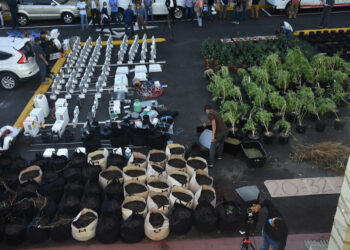 DNCD desmantela tres invernaderos de cultivo de marihuana en SDE