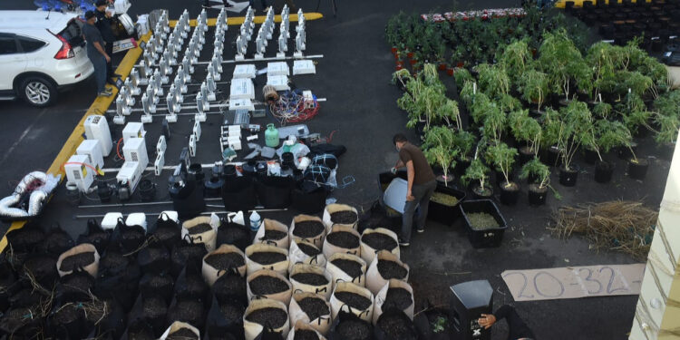 DNCD desmantela tres invernaderos de cultivo de marihuana en SDE