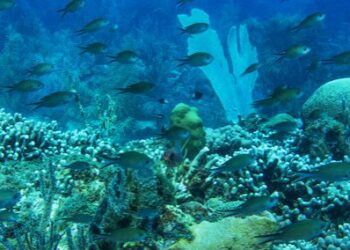 Los corales desaparecerán si continúa el calentamiento global