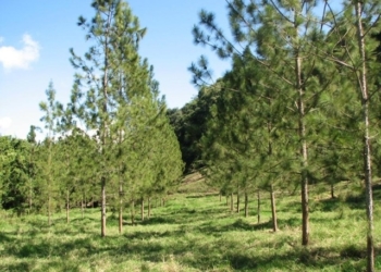 Plan Sierra reforestó 12,400 tareas en 2019 en la cuenca media y alta del Yaque del Norte