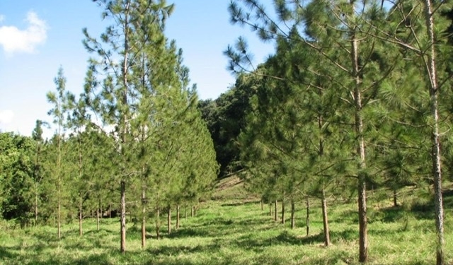 Plan Sierra reforestó 12,400 tareas en 2019 en la cuenca media y alta del Yaque del Norte