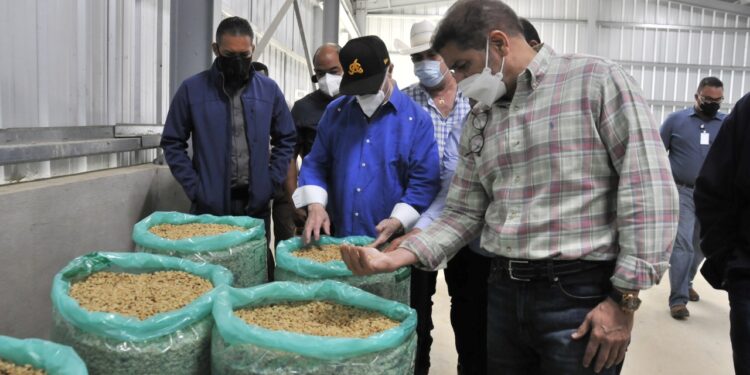 Agricultura invierte en la recuperación del sector cafetalero