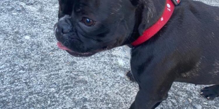 Juez aprueba acuerdo establece multa y trabajo comunitario para agresor de la perrita Truffa