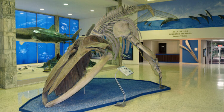 Lanzan nueva edición de la revista científica Novitates Caribaea