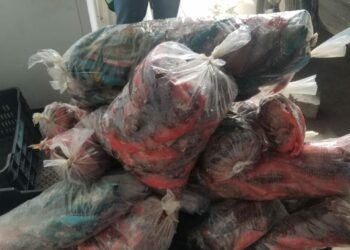 CODOPESCA ocupa 693 libras de pez  loro, en la provincia Espaillat