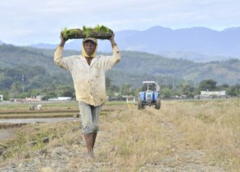 Ministro de Agricultura asegura precios del arroz se mantendrán estables