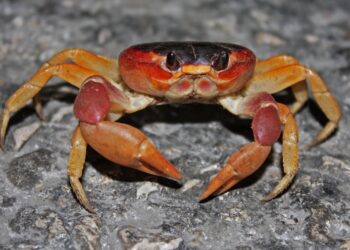Codopesca dispone periodo de veda del cangrejo