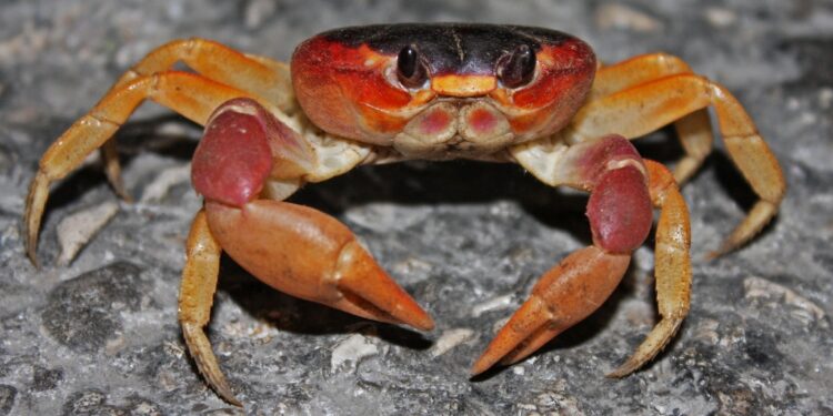 Codopesca dispone periodo de veda del cangrejo