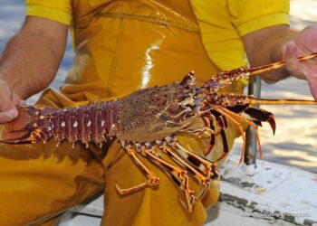 CODOPESCA establece veda para pesca y comercialización de langostas