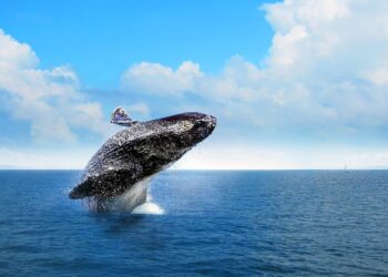 Más de 2 mil ballenas del Atlántico Norte vienen a costas dominicanas