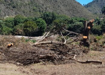 Hombre arrasa con árboles centenarios en Azua
