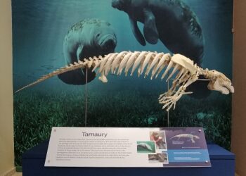 Museo de Historia Natural estrena exhibición del manatí Tamaury