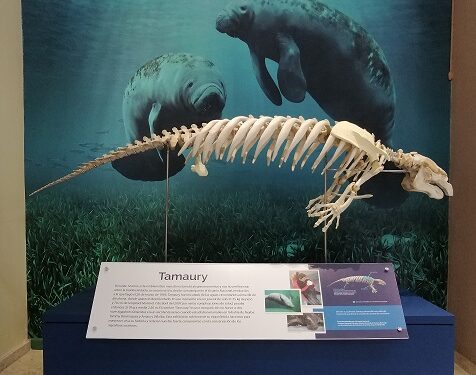 Museo de Historia Natural estrena exhibición del manatí Tamaury