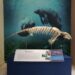 Museo de Historia Natural estrena exhibición del manatí Tamaury