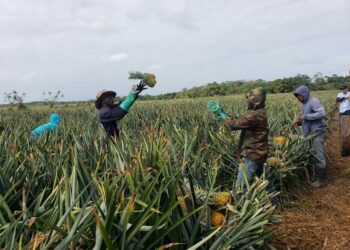 Empresas de Italia y Costa Rica comprarán 80% de producción de piñas de Monte Plata