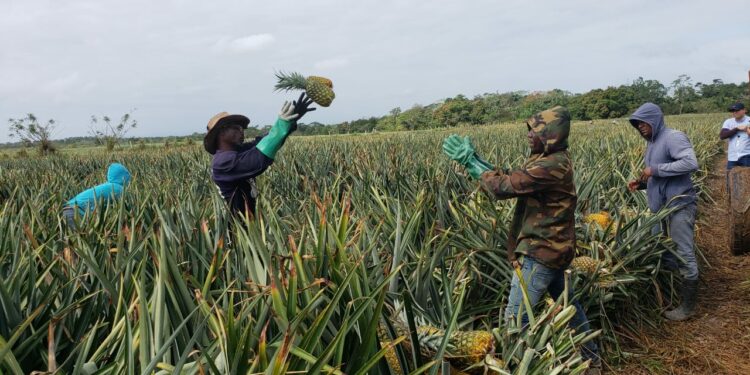 Empresas de Italia y Costa Rica comprarán 80% de producción de piñas de Monte Plata