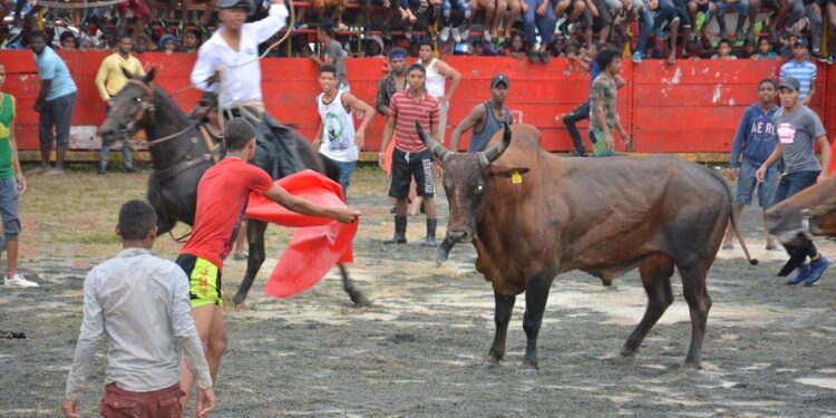 Ley declararía patrimonio cultural corrida de toros de El Seibo