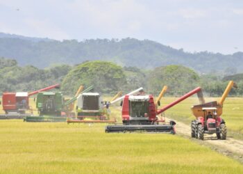 Gobierno asegura por su intervención se incrementa productividad del arroz