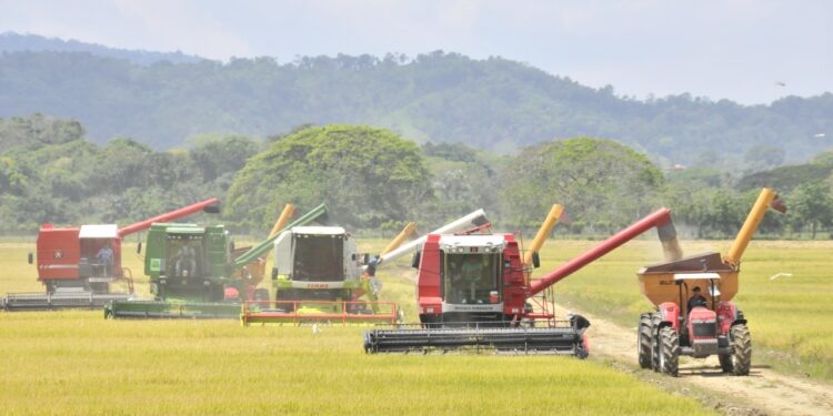 Gobierno asegura por su intervención se incrementa productividad del arroz