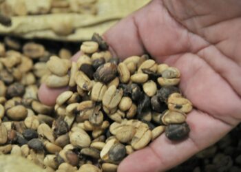 Agricultura financiará 100 proyectos cafetaleros en la Región Noroeste