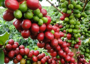 Las causas de que República Dominicana haya pasado a ser importador café