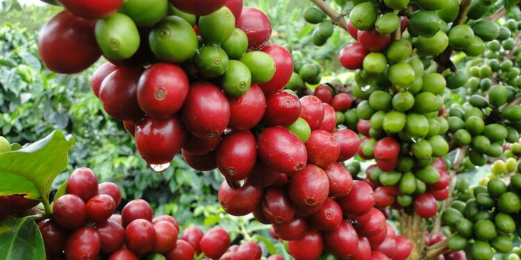 Las causas de que República Dominicana haya pasado a ser importador café