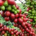 Las causas de que República Dominicana haya pasado a ser importador café