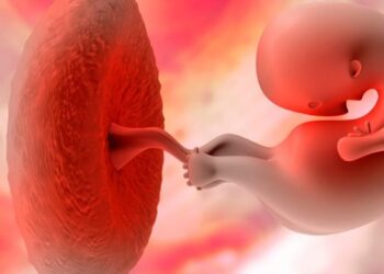 Científicos japoneses recrean en laboratorio las primeras etapas de la vida