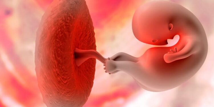 Científicos japoneses recrean en laboratorio las primeras etapas de la vida