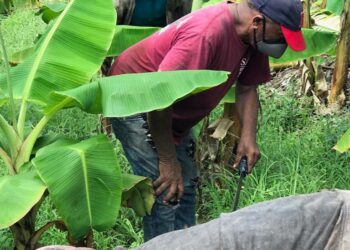 El plan que  sugiere agroempresario al presidente  Abinader en el Día del Agricultor