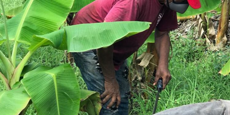 El plan que sugiere agroempresario al presidente Abinader en el Día del Agricultor