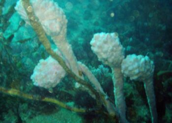 Un animal marino es capaz de regenerar todos sus órganos
