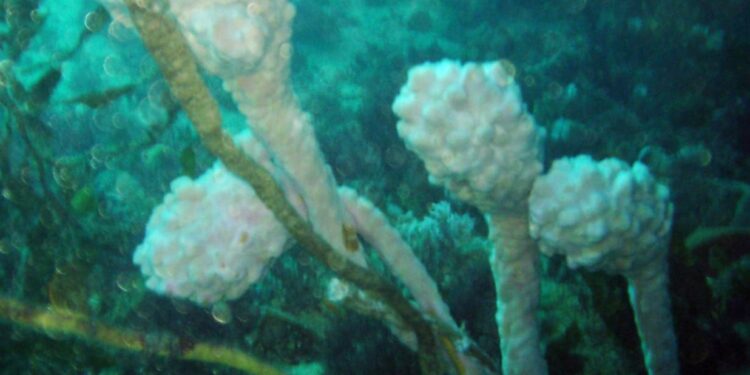 Un animal marino es capaz de regenerar todos sus órganos