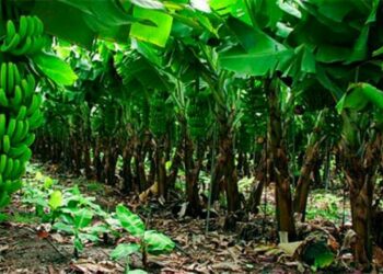 Más de RD$411.9 millones se ha pagado a productores y reaseguradoras dice Agrodosa