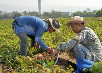 ANPA sugiere agresivo programa de siembras; ve contrasentido cancelaciones en el sector