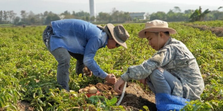 ANPA sugiere agresivo programa de siembras; ve contrasentido cancelaciones en el sector