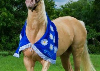 Diputados podrían declarar al caballo de paso Higüeyano cómo raza nacional