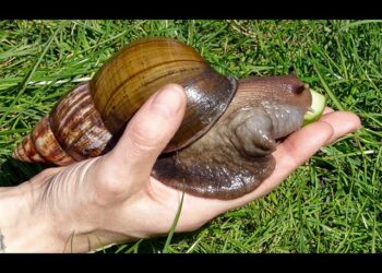 Dicen Caracol gigante del África ya está en República Dominicana