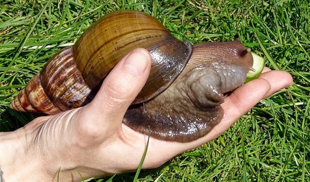 Dicen Caracol gigante del África ya está en República Dominicana